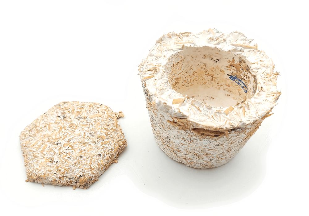 Mycelium Co-design